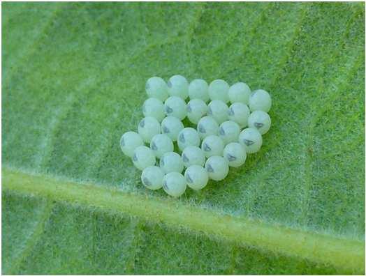 le uova Primi stadi di sviluppo Ovatura: in genere