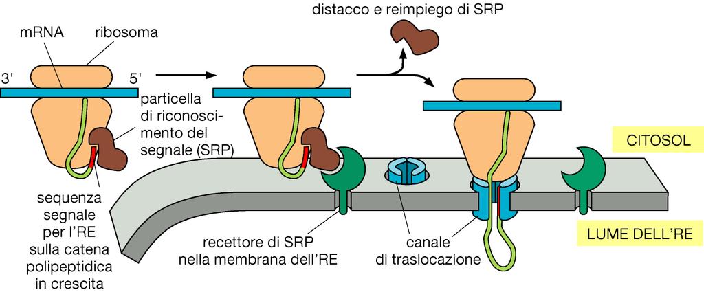 Il legame tra SRP e sequenza segnale causa il momentaneo arresto della