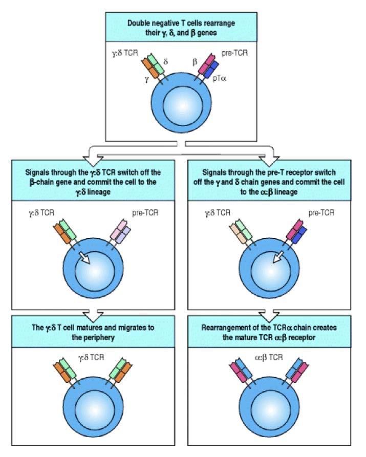 Lo stadio di linfocita T doppio negativo e caratterizzato