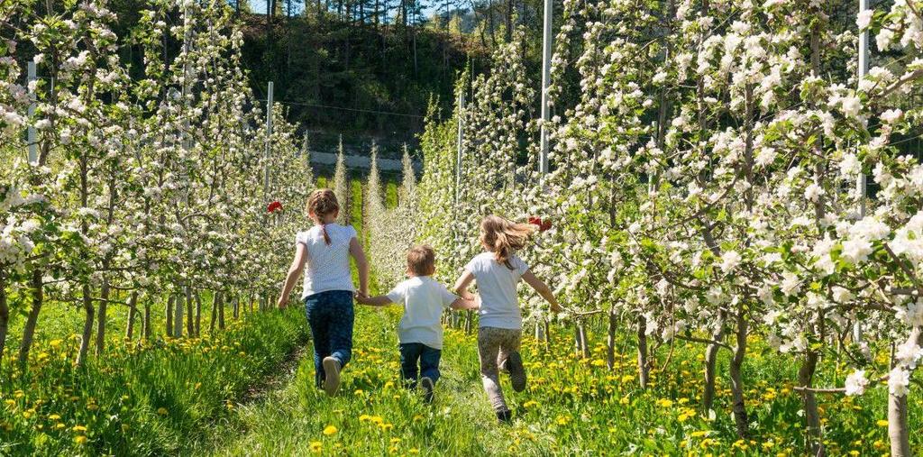 > OPZIONE VISITA IN PRIMAVERA MEZZA GIORNATA Costo a persona 8,00, che comprende: - Visita guidata al percorso didattico AlMeleto di Romallo (percorso breve 2 ore) con esperte guide del Parco