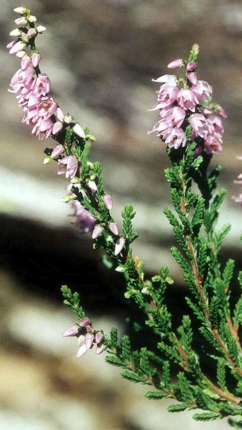 Calluna Vulgaris