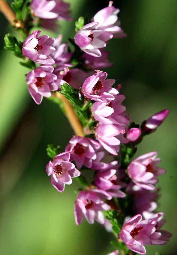 Calluna Vulgaris