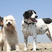 ADDETTI ALLA CUSTODIA E AL BENESSERE DEI CANI Corso di formazione di primo livello Qualificato FCC CWA 16979