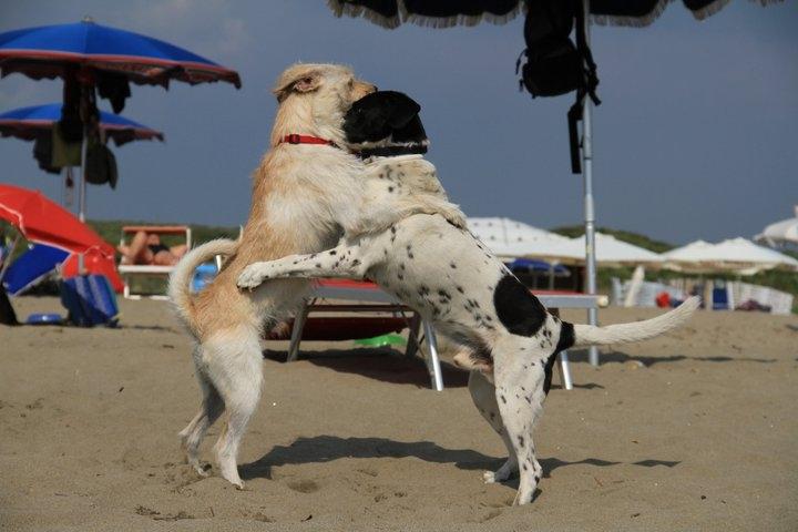 Meccanismi di apprendimento del cane Tecniche di Shaping Il Branco e il Branco Misto Affrontare la relazione nel branco misto Codici di comunicazione del Cane Comunicazione Intra ed Interspecifica