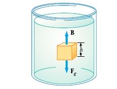 The external forces acting on the cube of liquid are the gravitational force Fg and the buoyant force B. Under equilibrium conditions, B Fg.