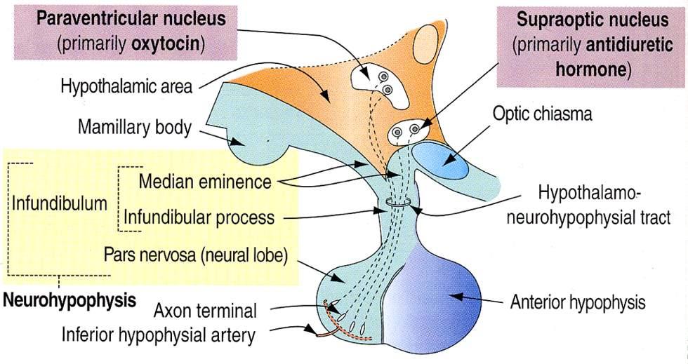 Immagine tratta da: Hystology and Cell