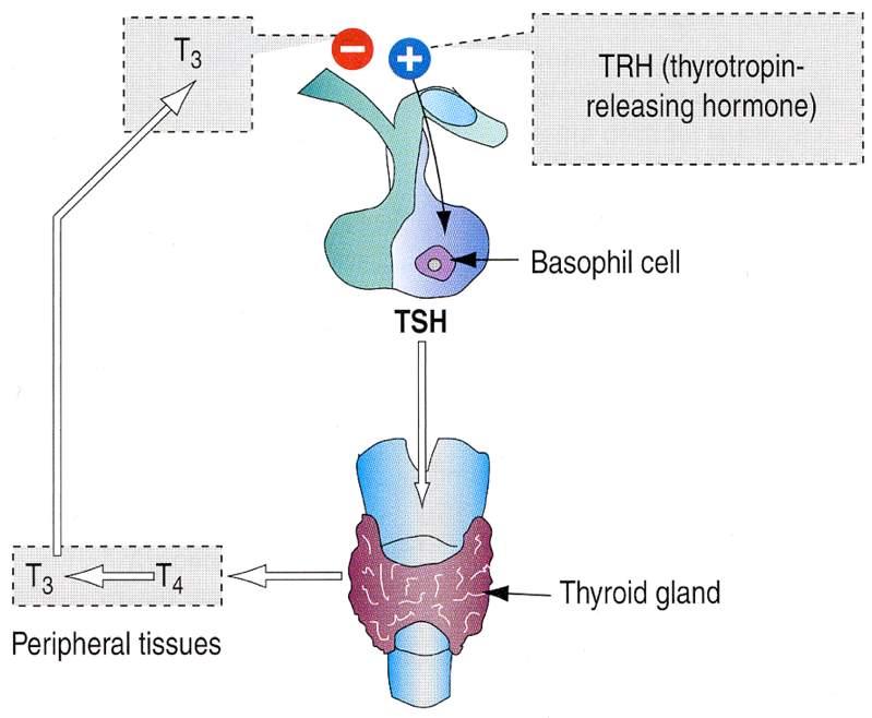 Ormone tireotropo (TSH) Immagine tratta da: Hystology