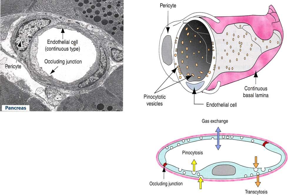 Capillari continui Immagine tratta da: Hystology and