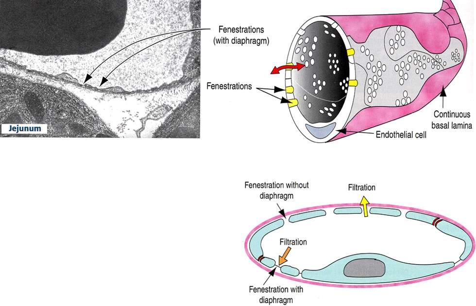 Capillari fenestrati Immagine tratta da: Hystology and