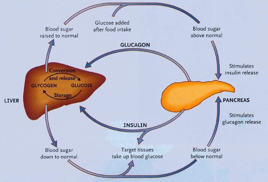 Schema dell azione di insulina e glucagone Immagine tratta