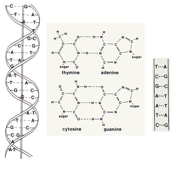 DNA (acido deossiribonucleico) Doppia catena di nucleotidi composti da: deossiribosio
