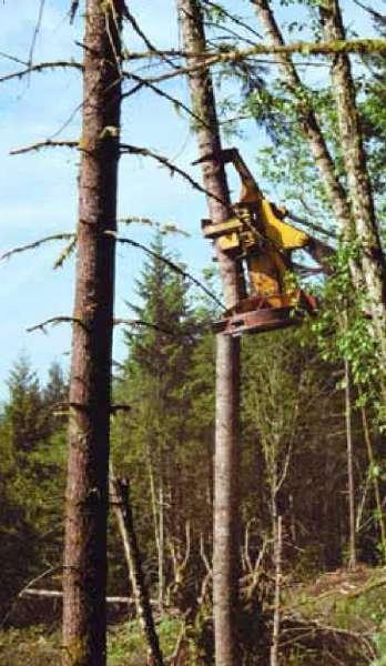 In assenza di alberi stroncati o deperienti, è possibile, se la morfologia del territorio lo permette, realizzare delle stroncature artificiali degli alberi di minor pregio commerciale e favorire la