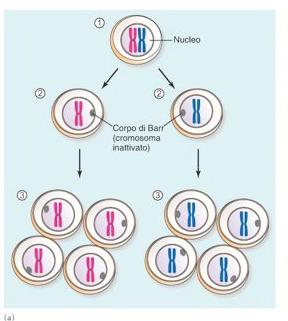 Gatti a guscio di tartaruga Effetti VISIBILI della inattivazione dell X, dove si trova il gene che determina il colore rosso o nero del pelo Le femmine hanno una versione nera su un X e rossa sull