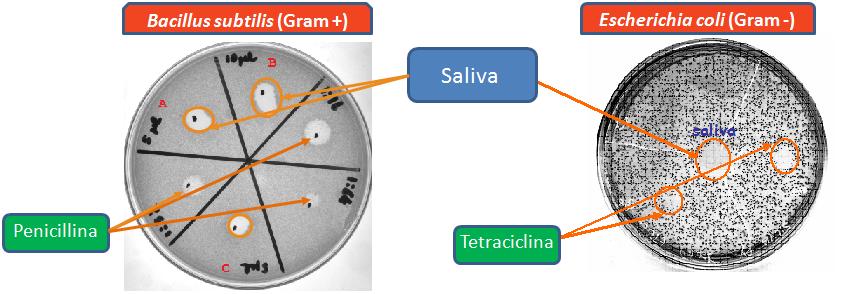 Attività antibatterica di saliva di P.dominulus Microorganism Antimicrobial Antimicrobial Volume of saliva No. tests No. positive standard 1 volume (µl) (µl) performed tests of saliva 2 B.