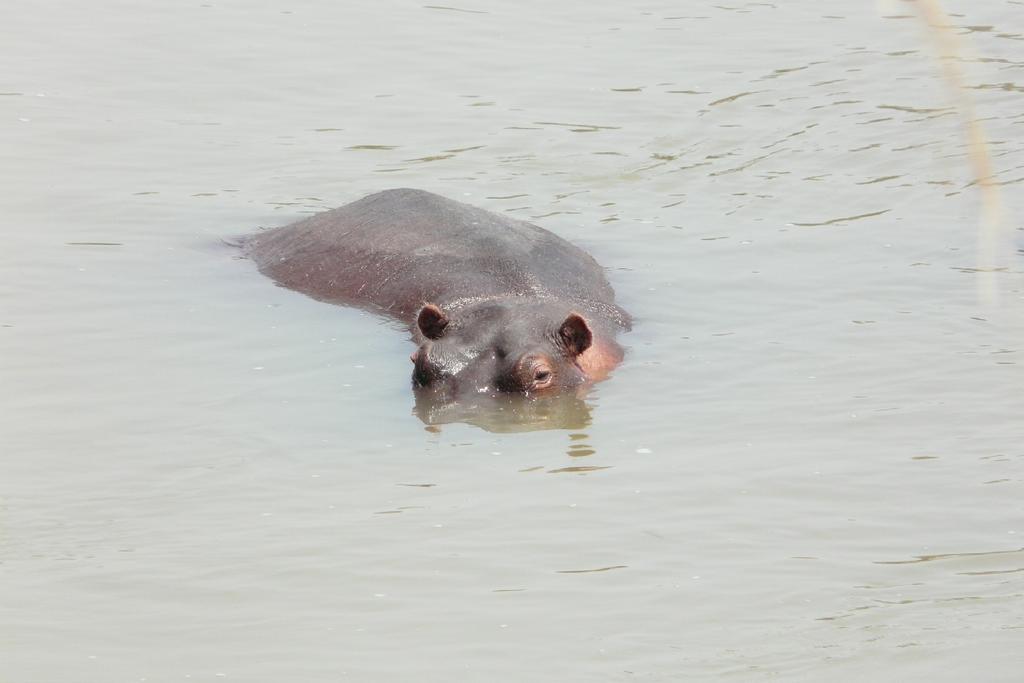 Oggetti puntiformi Può essere puntiforme un ippopotamo?