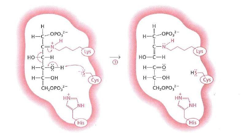 reazione retroaldolica formazione dell enammina formazione del gruppo carbonilico