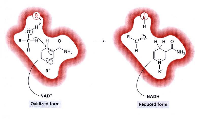 L addizione di uno ione idruro a un anello piridinico è alla base di molti processi riduttivi in ambiente biologico Forma ossidata Forma ridotta Il NAD + è in grado di ossidare alcoli a composti