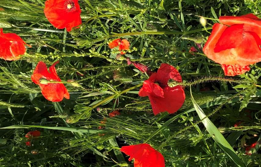 Problematiche malerbologiche in espansione. Comparsa di fenomeni di resistenza agli erbicidi inibitori della ALS: es. Papavero e Senape Incremento delle infestanti perenni: es.