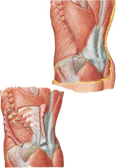 Tavola 1.12 Parete addominale antero-laterale (Seguito) Il muscolo trasverso è un ampio muscolo sottile che decorre pressoché orizzontalmente e profondamente alla parete addominale antero-laterale.