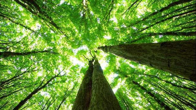 DECRETO LEGISLATIVO 3 aprile 2018, n. 34 Testo unico in materia di foreste e filiere forestali. (18G00060) (GU n.92 del 20-4-2018) Art.