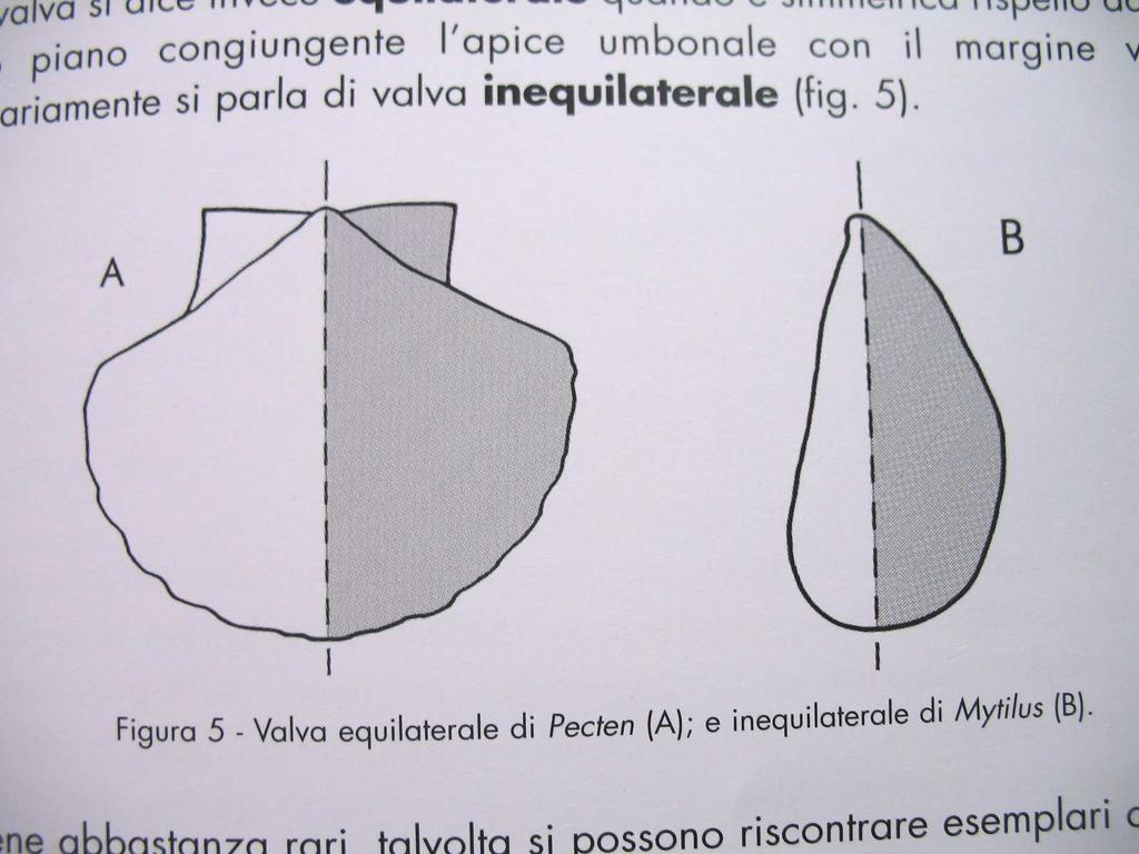 Valva equilaterale di Pecten (A)