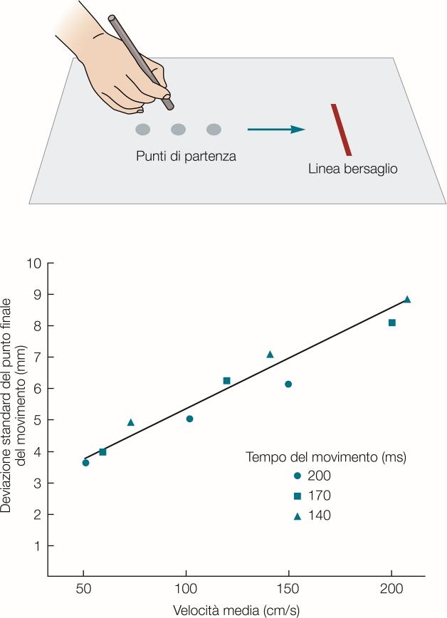 Il controllo motorio è impreciso Rumore nei segnali sensoriali, motori e rappresentazioni