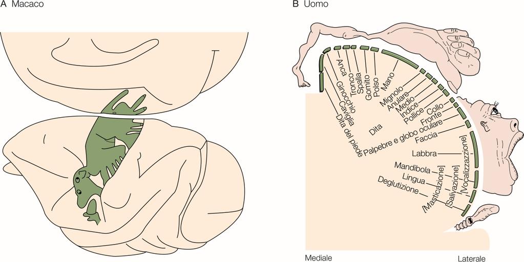 La corteccia motrice contiene una mappa organizzata in modo