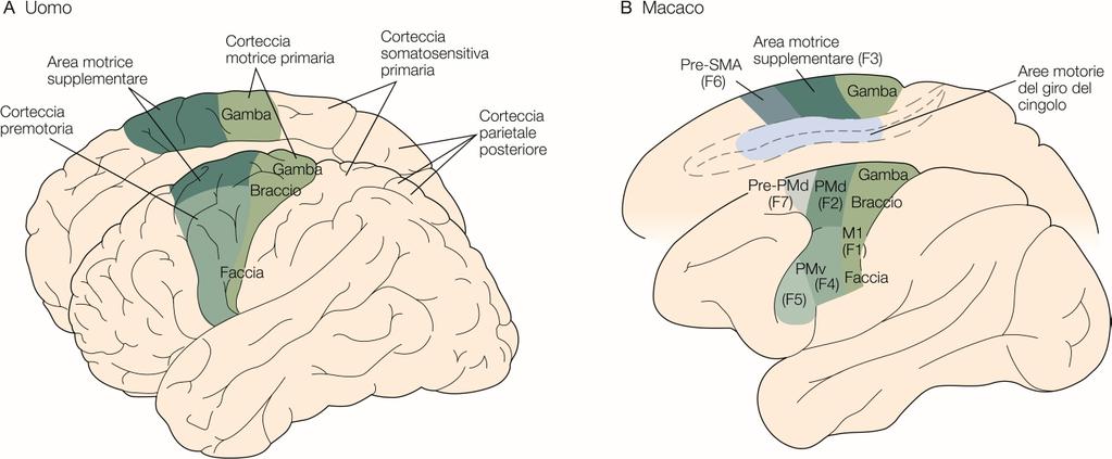 Differenze funzionali nella corteccia premotoria SMA: Movimenti iniziati internamente Movimenti in risposta a stimoli sensoriali coinvolgono principalmente le cortecce laterali