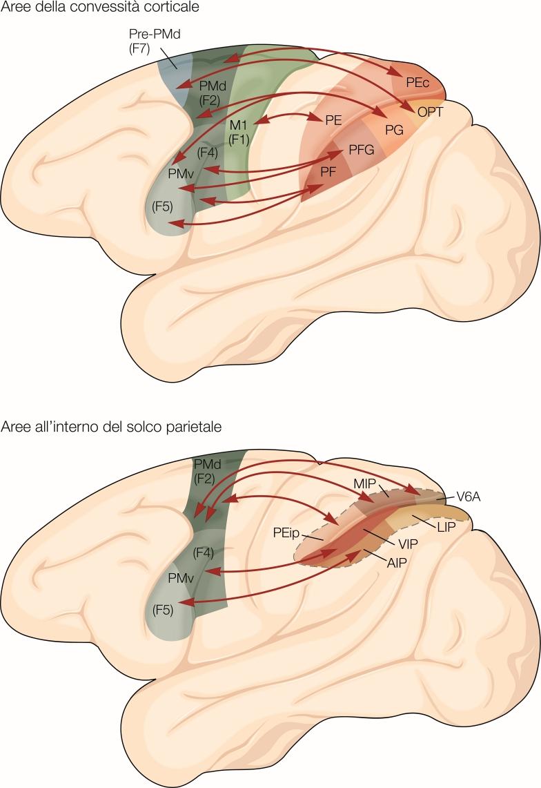 Le aree premotorie hanno notevoli connessioni con le