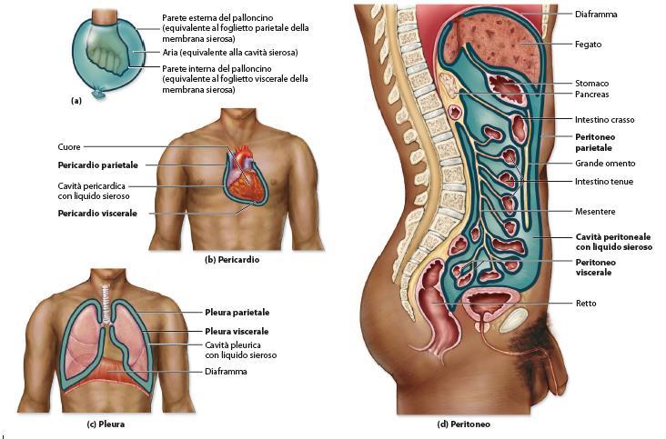 Le tre sierose del corpo umano->