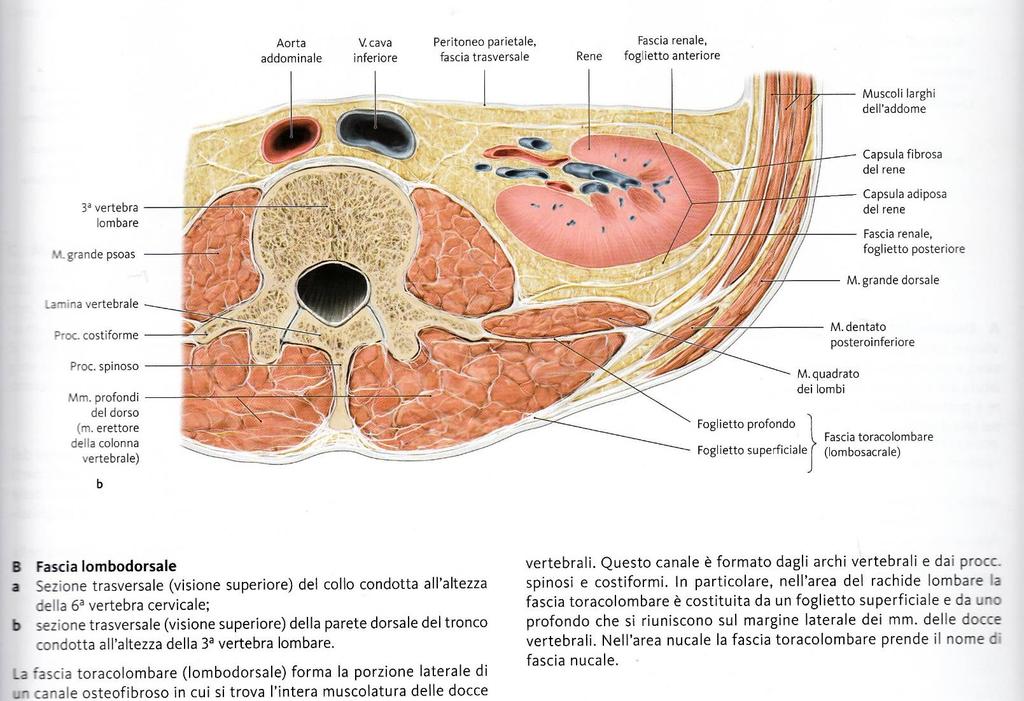 Fascia Toraco-Lombare o Lombo-dorsale La fascia toraco lombare (o lombo-dorsale) riveste i muscoli delle docce vertebrali (spino-dorsali), inserendosi sui processi spinosi e trasversi delle vertebre.