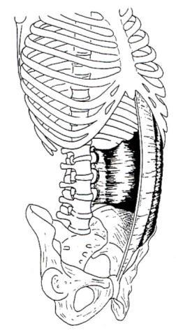 TRASVERSO DELL ADDOME Origina posteriormente dai processi trasversi delle vertebre lombari, tramite la fascia toraco-lombare, quindi si inserisce, tramite la parte carnosa alla faccia interna delle