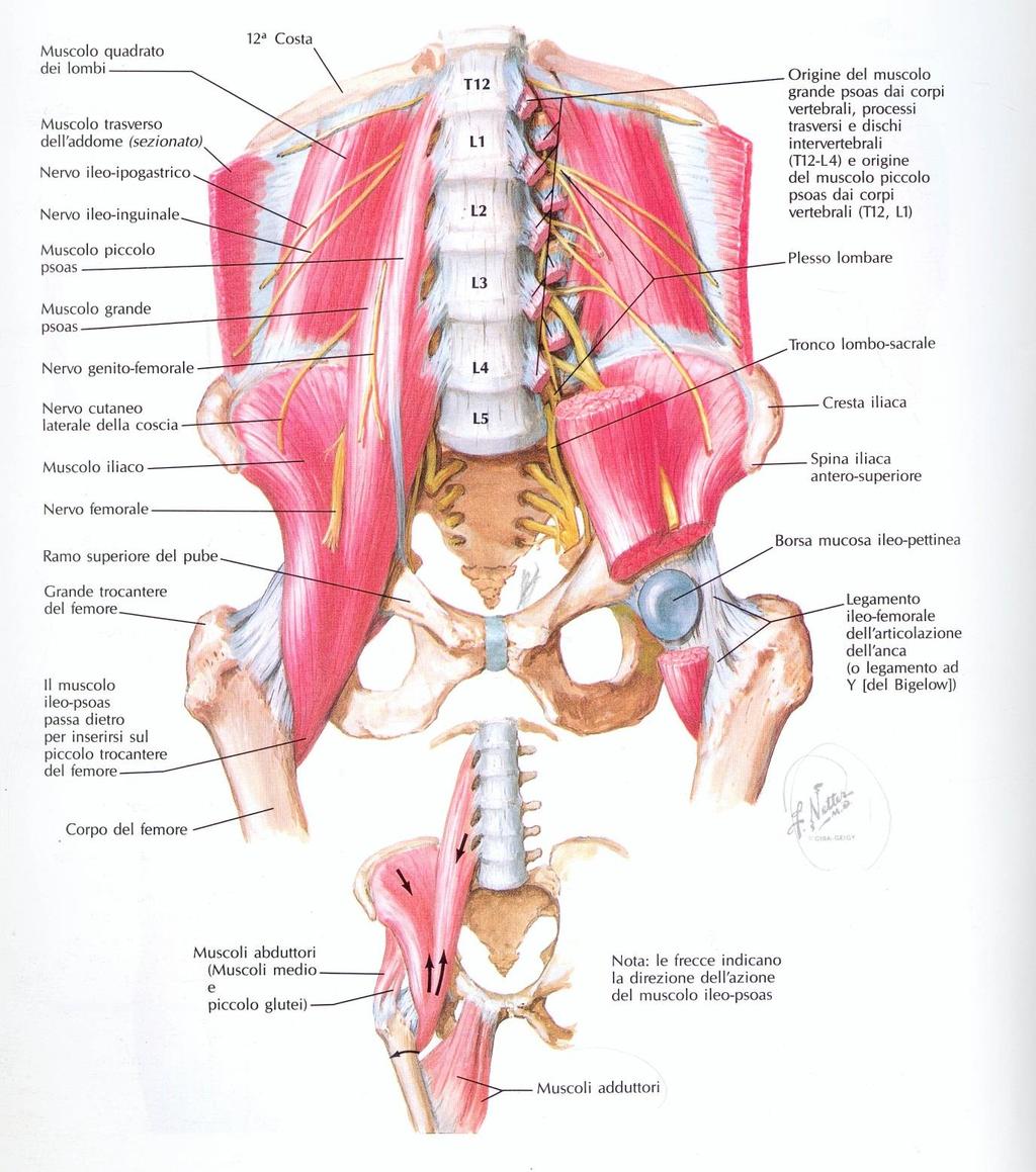 Muscoli: Quadrato