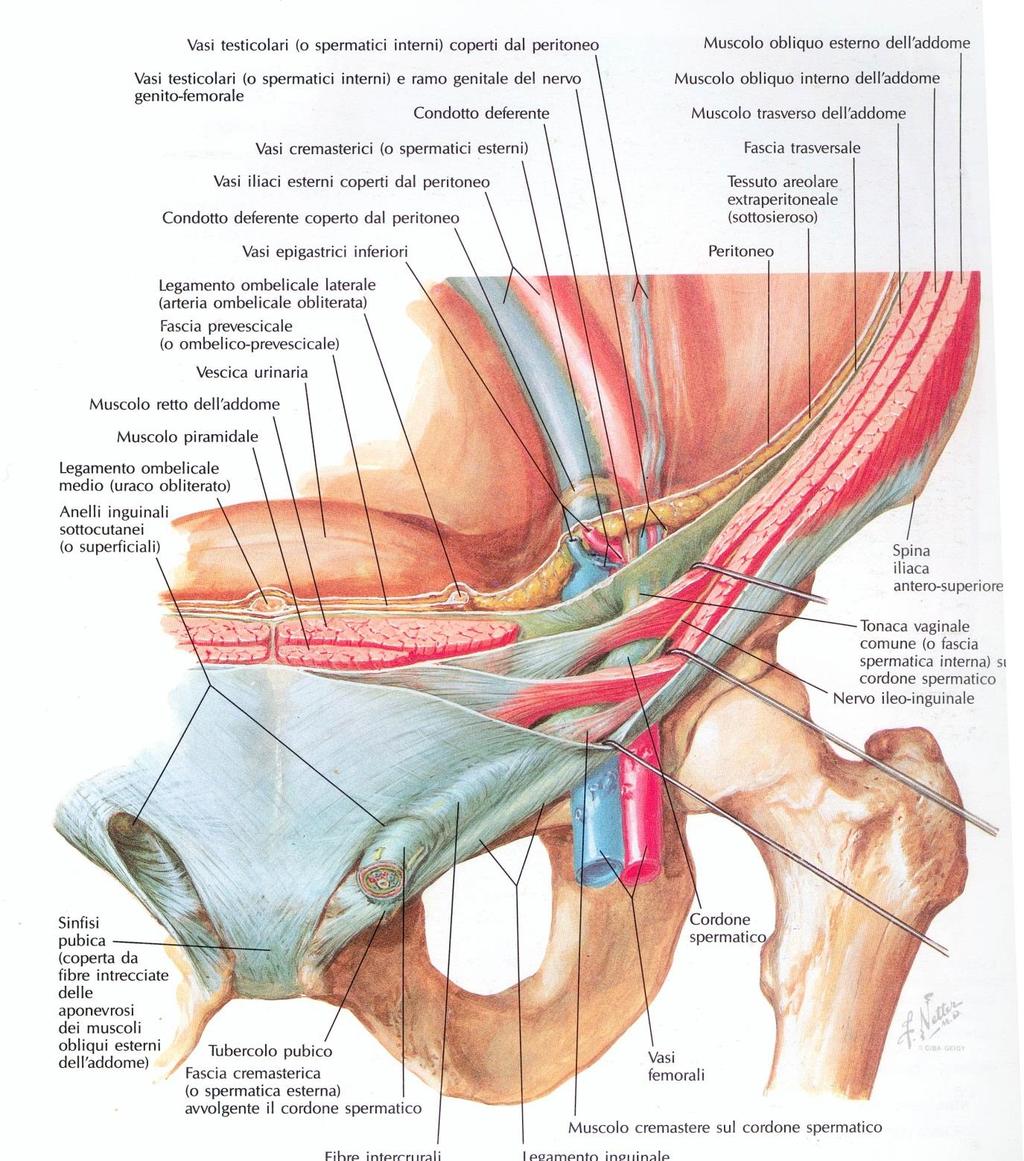 Canale Inguinale Tragitto cilindrico scavato a livello della parete addominale antero-inferiore (regione inguinale) che permette, durante lo sviluppo embrionale, la discesa del testicolo dalla