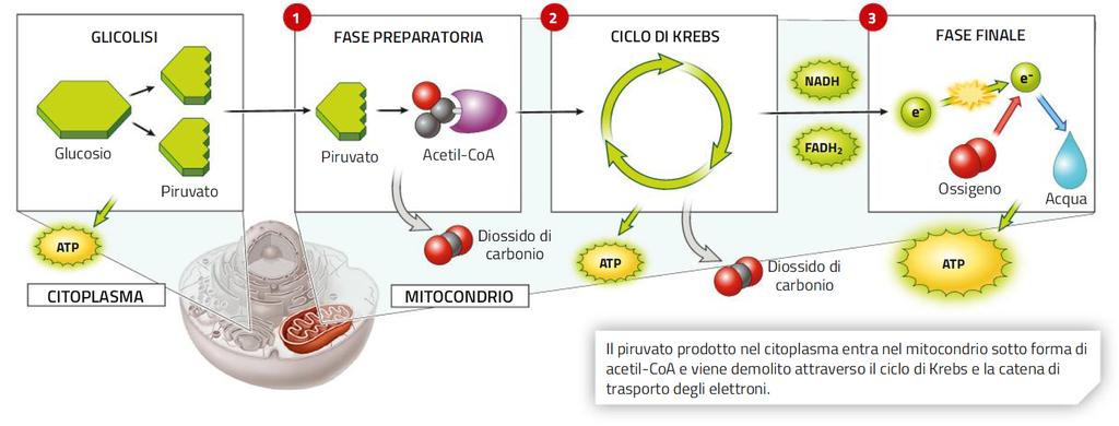 17. La respirazione cellulare, un processo anaerobico La fase preparatoria e il ciclo di Krebs degradano completamente il piruvato a CO