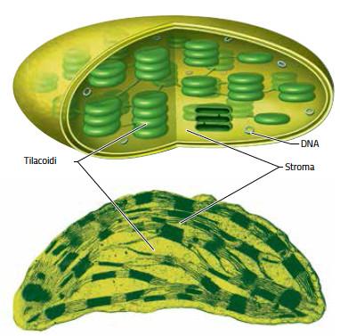 19. Le cellule vegetali e la fotosintesi /2 Il cloroplasto, presente nelle piante e nelle alghe, è l