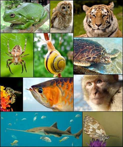 BIODIVERSITÀ: variabilità di tutti gli organismi viventi (piante, animali e microrganismi) in tutti gli ambienti, comprendenti quello terrestre, marino e gli