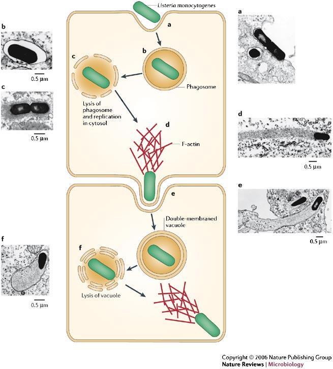 Adesione alla membrana cellulare (Inl A e B) Internalizzazone nel fagosoma Fuoriuscita nel citosol dopo degradazione del fagosoma (Listeriolisina O)