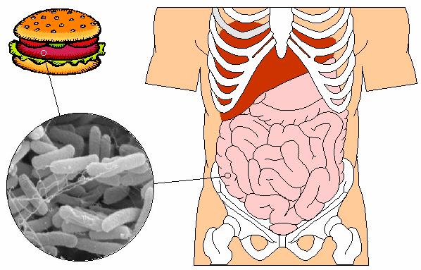 Nell adulto immunocompetente La porta d ingresso è l intestino Entro qualche minuto dall ingestione LM è trasportata al fegato Nel fegato