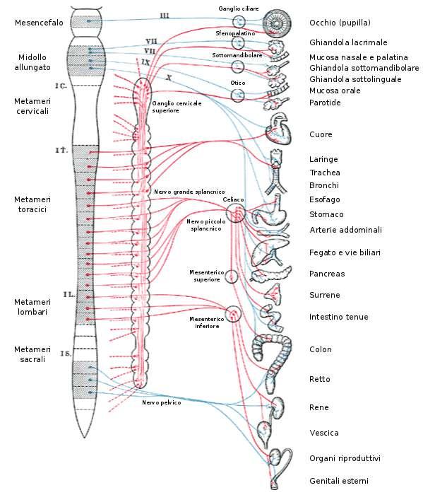 Neuroanatomia NERVI SPINALI: - branca dorsale SENSITIVA e ventrale MOTORIA - PLESSI BRACHIALE E LOMBOSACRALE SNA: - SOLO motoneuroni - raggiungono tutti gli organi e