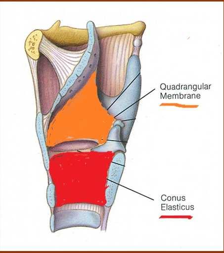 Membrana quadrangolare e cono elastico Si estende tra i bordi dell epiglottide fino alle cartilagini aritenoidi e al legamento tiroaritenoideo superiore ( vestibolare ) Fornisce l impalcatura al