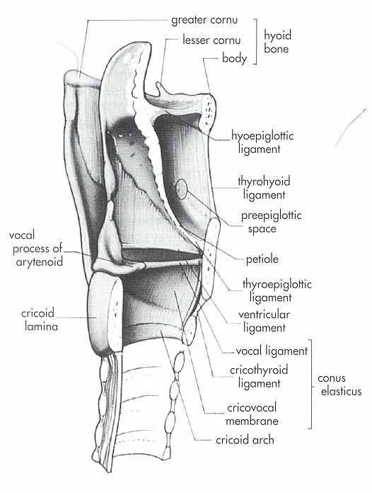 Anatomy of the Larynx Spazio pre-epiglottico (o io-tiro-epiglottico) definito superiormente dal legamento