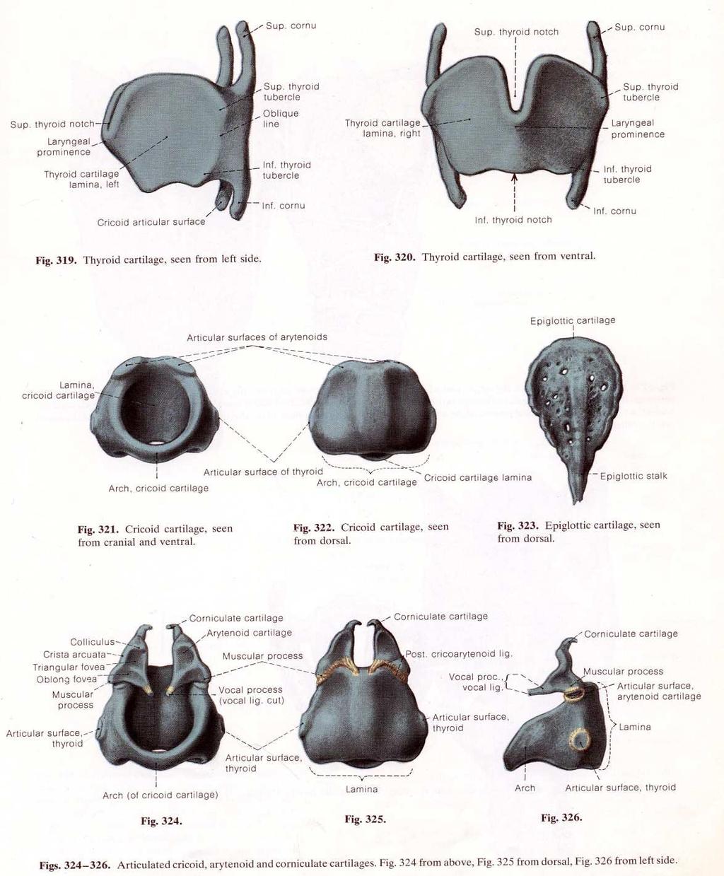 La laringe è costituita dall insieme di 11 cartilagini: 3 cartilagini impari e mediane: C. tiroidea C. cricoidea C.