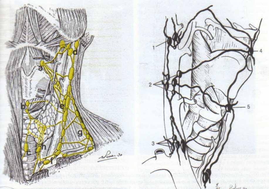 DRENAGGIO LINFATICO DELLA LARINGE Tre peduncoli che seguono la disposizione arteriosa: P. superiore: ln. giugulari medi P.