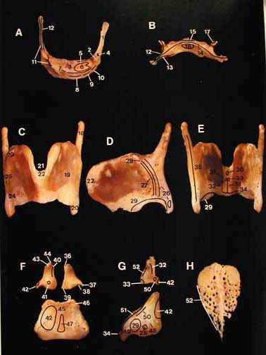 Cartilagini ialine: tiroidea, cricoidea e gran parte delle aritenoidi.