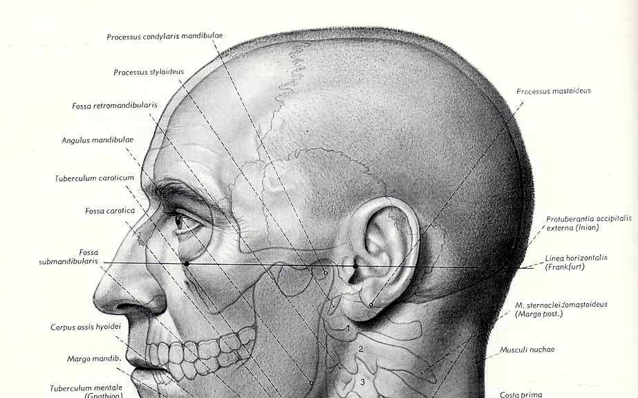 VISIONE D INSIEME SITUAZIONE Nell adulto: margine