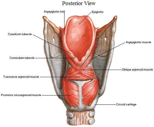 M. ari-epiglottico ADDUTTORE M. aritenoideo obliquo e trasverso ADDUTTORE M.