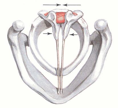 INTERARITENOIDEI TRASVERSO ED OBLIQUO: il TRASVERSO prende origine dalla parte interna di un aritenoide per inserirsi alla parte interna dell aritenoide controlaterale.