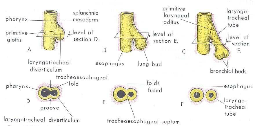 3 rd settimana Sviluppo laringeo L abbozzo respiratorio deriva dall intestino primitivo 4 th -5 th settimana Dal tubo faringeo si distacca