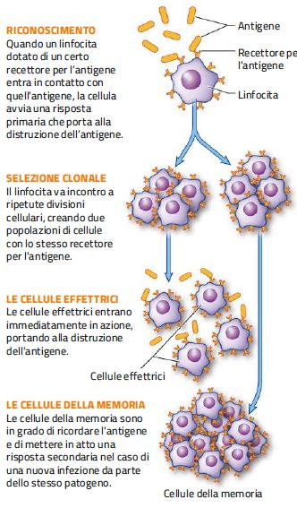 8. La risposta primaria e la risposta secondaria Nella risposta primaria, le cellule effettrici rispondono all antigene e contribuiscono a eliminarlo.